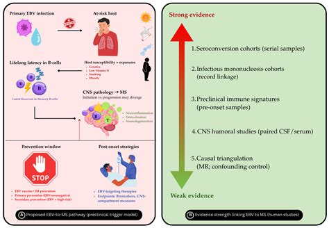 Epstein–Barr Virus and Multiple Sclerosis: A Narrative Review on ...