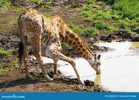 Young Giraffe Drinking Water Stock Photo - Image of puddle, water: 6165104