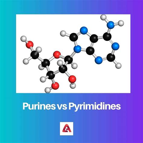 Purines vs Pyrimidines: Difference and Comparison