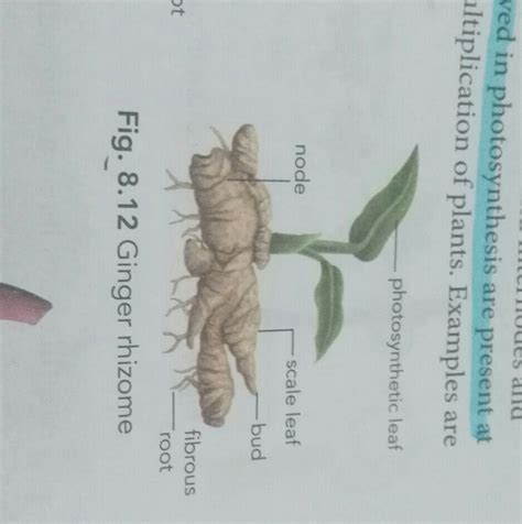 draw a neat diagram to show ginger rhizome - Brainly.in