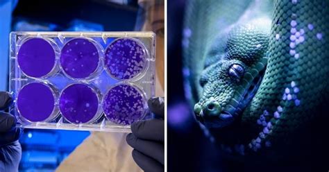 Scientists Discover Snake Venom That Kills Covid-19, With No Harm To Humans