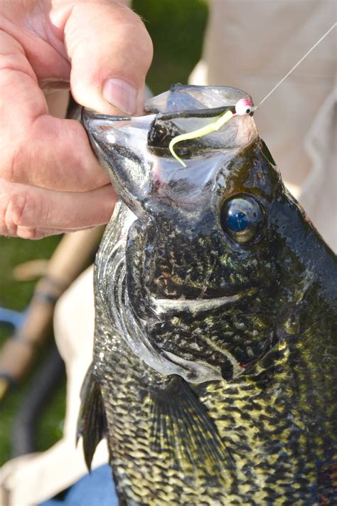 The Biggest Crappie Ever Caught