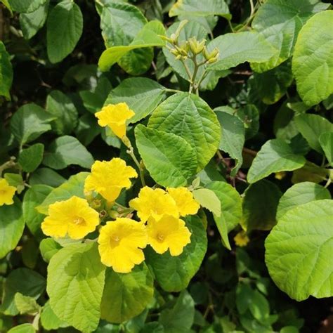 Cordia Lutea Boraginacea – Plantreey