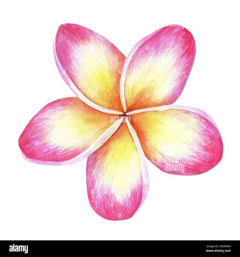 Plumeria Flower Drawing Designs at Jackie Roberts blog