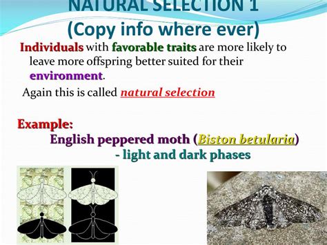 Image result for Evolution Process