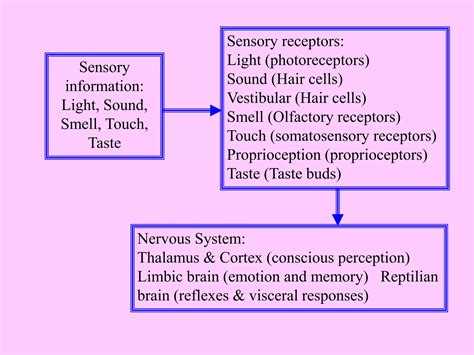 Visual and Auditory Pathways 的图像结果