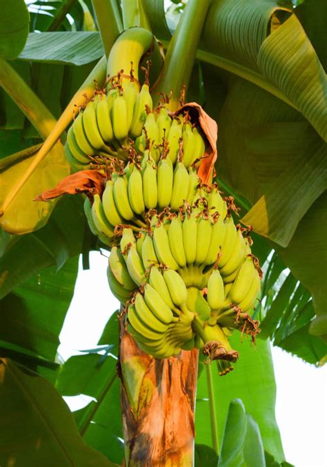 Banana tree fertilizer 🌿 🍌 Essential nutrients for luscious fruit