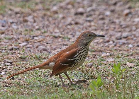 Pictures and information on Brown Thrasher