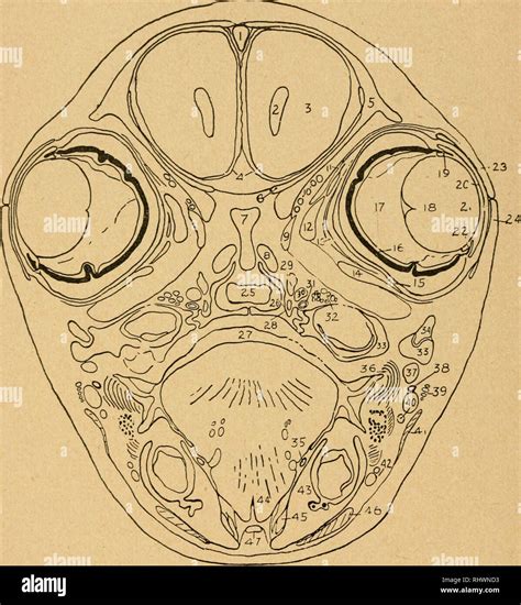 Superior Levator Palpebrae Muscle