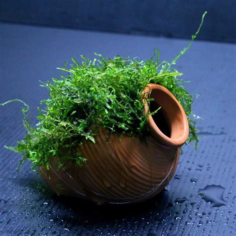 Image result for Nano Tank Java Moss