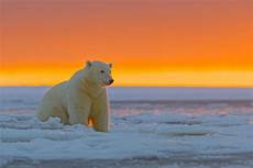Polar Background by Animals Polar Bears Wallpapers Hd Desktop And Mobile Polar Background