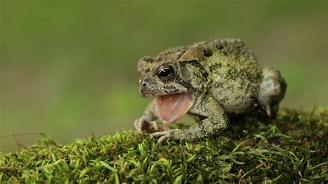 Do Toads Make Sounds 的图像结果