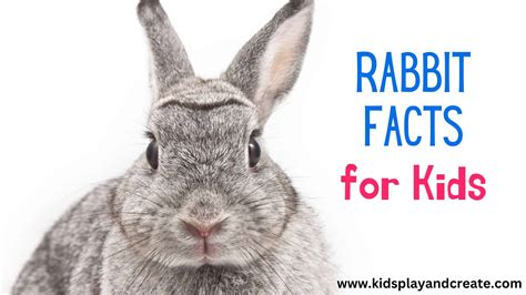 Fun Facts About Bunnies