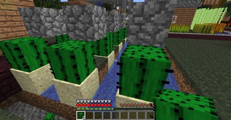 Image result for automatic xp cactus farm minecraft java 1.16.4