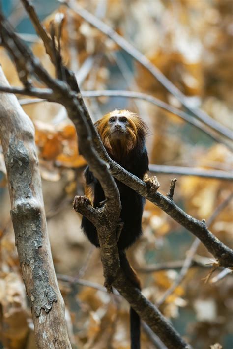 Monkey And Lion Photos, Download The BEST Free Monkey And Lion Stock ...