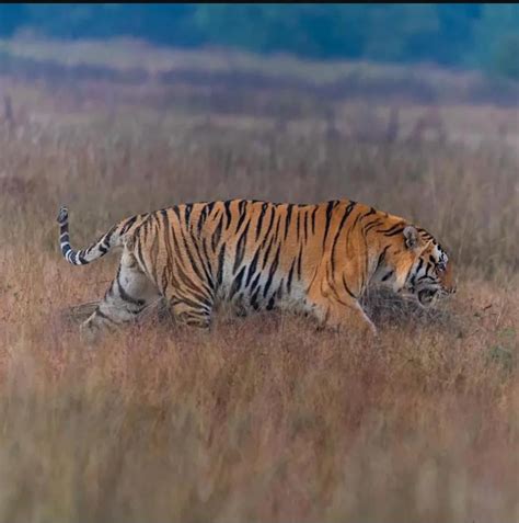 Another unknown tiger. ID would be appreciated : r/TigersofIndia