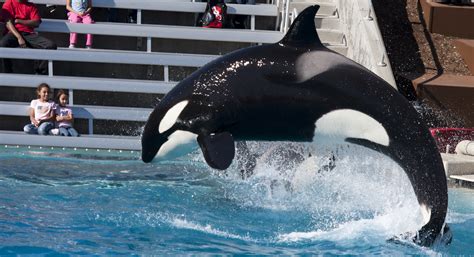 Definitive Guide To Orca Facts, Habitat, Conservation Status, Zoo Populations, Pictures On Zoo ...