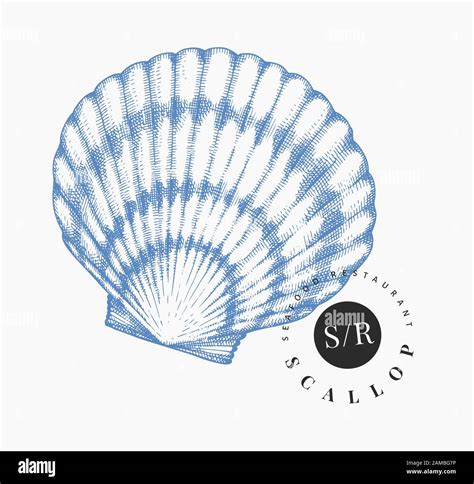 Scallop Shell Drawing 的图像结果