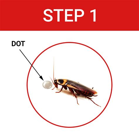 Cockroach Dot: Best Anti Cockroach Killer Gel | Paidepo
