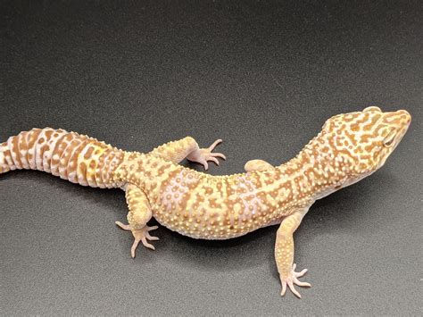 Albino Leopard Gecko Morphs Tremper Albino Leopard Geckos Geckos
