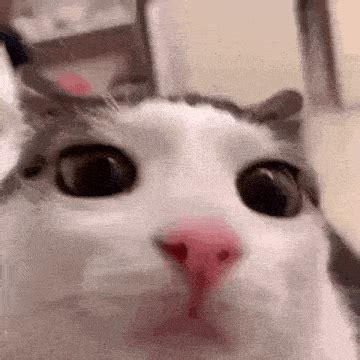 Image result for Cat Coding at Computer