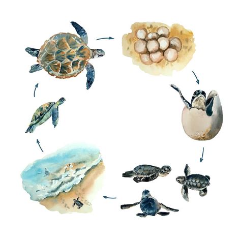 Sea Turtle Life Cycle 30+ Life Cycle Of A Turtle Stock Illustrations,