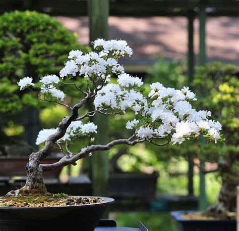 Kinds Of Bonsai Plants