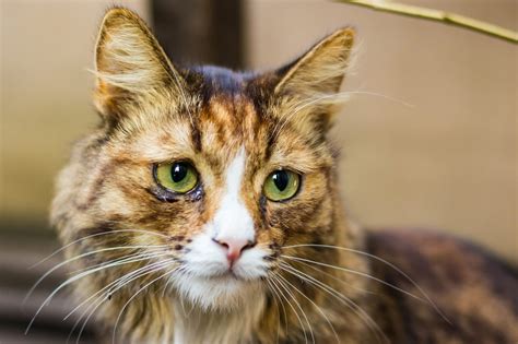 Can Cats Cry When They're Sad? Here's What Cat Tears Mean