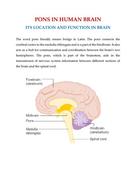 Image result for Pons Function