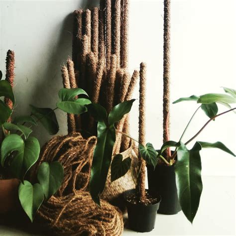 Jual media tanaman - turus 80cm - penyangga pohon rambat - tanaman ...