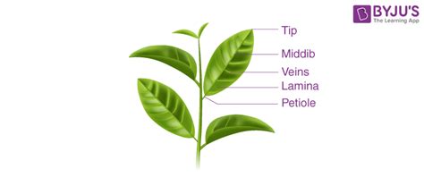 Basic Plant Structure 的图像结果