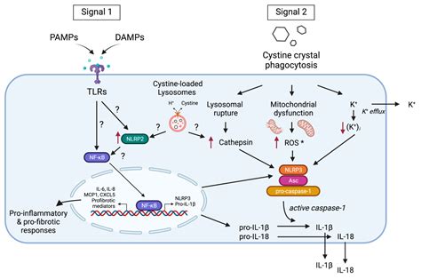 Nephropathic Cystinosis: Pathogenic Roles of Inflammation and Potential ...
