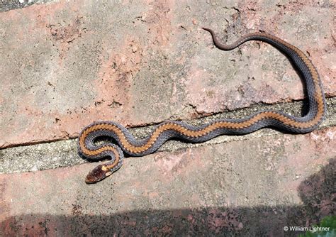 Red Bellied Snake