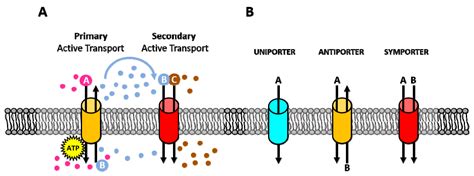 Transport Proteins In Cell Membrane