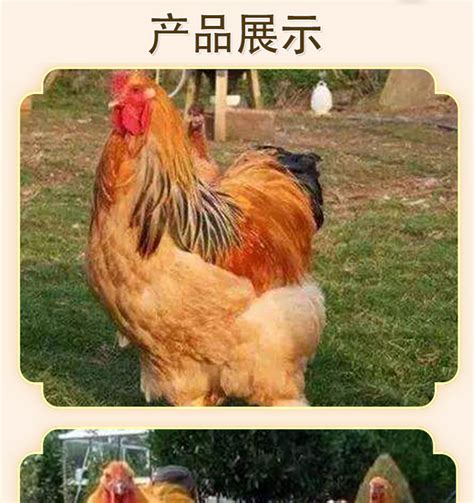 世界上最大的鸡是什么 婆罗门鸡为什么如此之大_探秘志