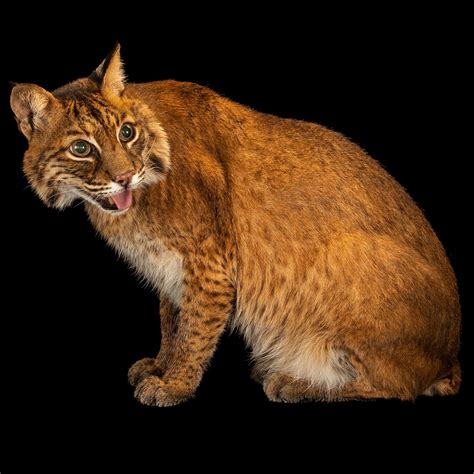 Jonge Bobcat