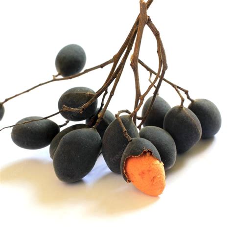 Velvet Tamarind Fruit Plant (Dialium cochinchinense) – veliyathgardens