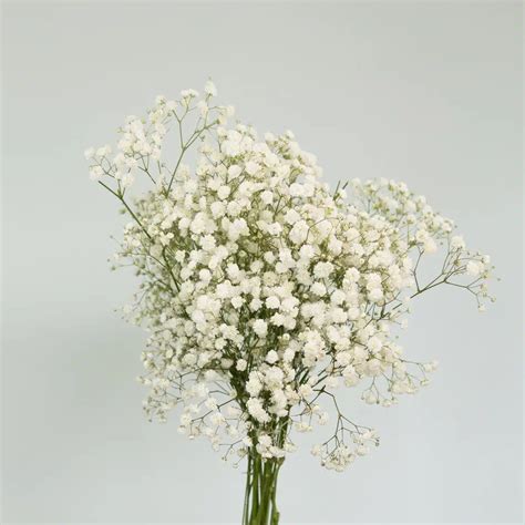 Baby's Breath (Gypsophila) -Bulk DIY – Bulk Fillers for Bouquets | Le ...