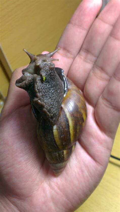 请问这是什么种类的蜗牛？_百度知道