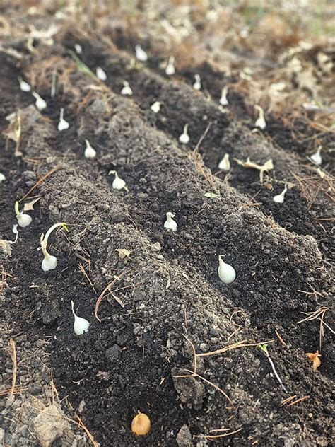 Creating Compost 的图像结果