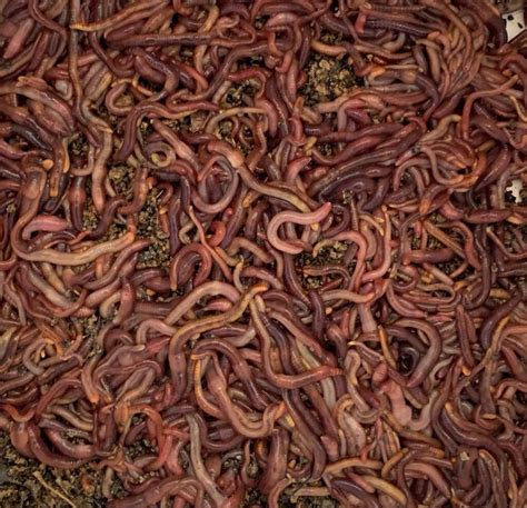 Worm Farm Close Up 的图像结果