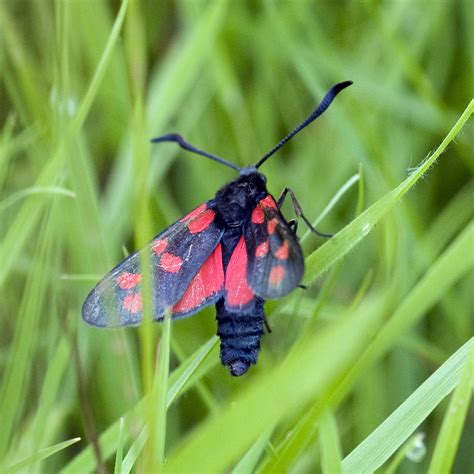 19 Common Black and Red Moths (Pictures And Identification)
