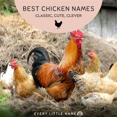 300+ Best Chicken Names (Classic, Cute, and Clever) - Every Little Name