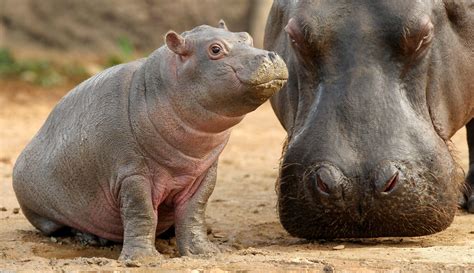 Image result for Hippo vs Python