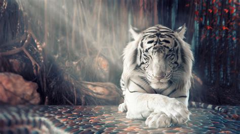 White Siberian Tiger Wallpaper
