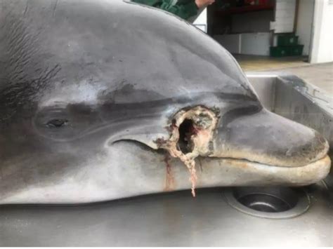 Picture: Someone Shot A Dolphin In The Face And Left It To Die