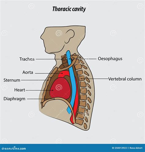 Thoracic Cavity Vector Illustration Drawing Labeled Stock Vector ...