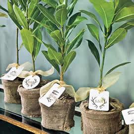 Image result for Sapling Development