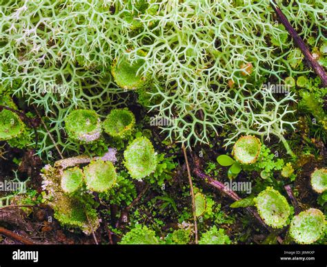 Various mosses lichens and plants hi-res stock photography and images ...