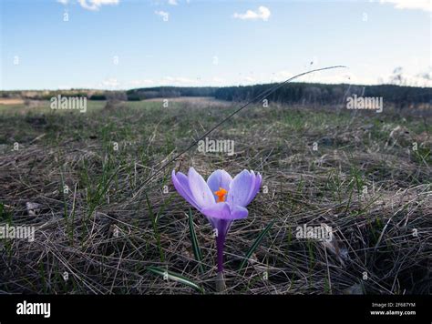 Image result for Swedish Spring